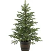 4 ft. Norwegian Spruce Entrance Tree with Clear Lights