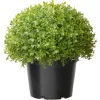 13 in. Globe Japanese Holly Bush topiary in a Dark Green Round Growers Pot