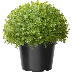 13 in. Globe Japanese Holly Bush topiary in a Dark Green Round Growers Pot