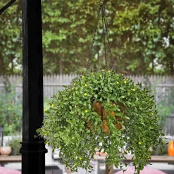 18 in. Spring Argentea Hanging Plant with Yellow Flowers